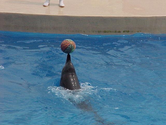 Dolphin_at_ocean_park.jpg